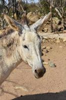 cara adorable de un burro salvaje en aruba foto