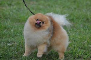 Pomeranian Dog Licking His Chops photo