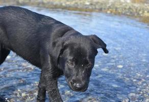 Dirty Face of a Black Lab Puppy in Water photo