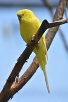 adorable periquito amarillo en un árbol foto