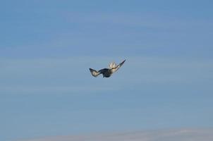 Pretty seagull flying through the Iceland sky photo