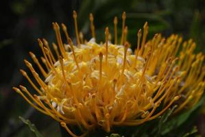 hermosa flor de protea amarilla de cerca y personal foto