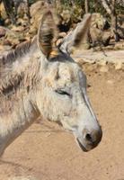 White Wild Donkey with His Eyes Closed photo