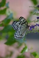 Gorgeous Tree Nymph Butterfly Sitting on Purple Flowers photo