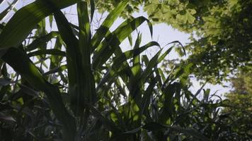 Sun over corn field video