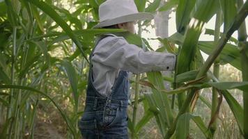 liten pojke i hatt leker i majsfält video