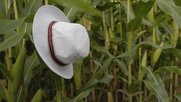 sombrero de maíz video