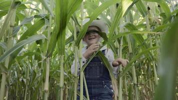 Little boy in hat playing in corn field video