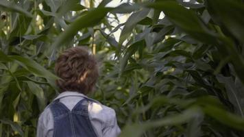 jeune garçon jouant dans le champ de maïs video