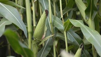 Corn in field video