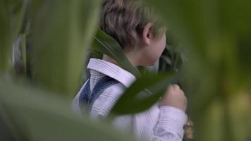 jeune garçon jouant dans le champ de maïs video