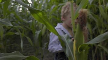 Young boy playing in the corn field video