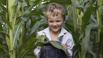 niño jugando en el campo de maíz video