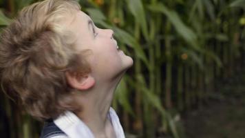 jeune garçon jouant dans le champ de maïs video