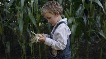 Young boy playing in the corn field video