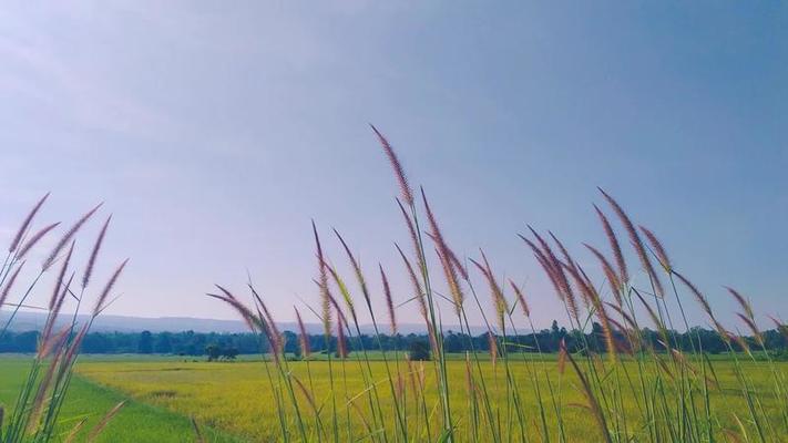 荒野影片