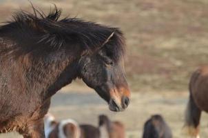 Profile of a Bay Icelandic Horse photo