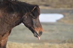 divertido caballo islandés con la lengua afuera foto