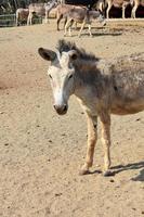 Herd of Wild Donkeys in a Sanctuary photo