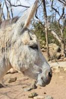 perfil de un burro blanco desaliñado en aruba foto