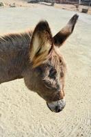 Shaggy Brown Donkey with Furry Ears in Aruba photo