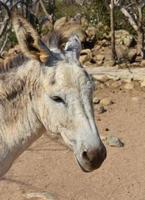 Cute South American Provence Donkey in Nature photo