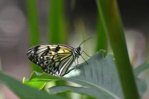 Large Paper Kite Butterfly on a Green Leaf photo