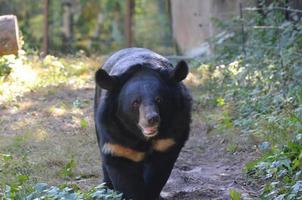 oso malayo deambulando a paso lento foto