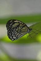 Beautiful White Tree Nymph Butterfly on  a Leaf photo