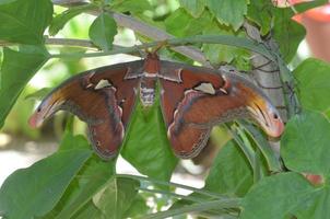 hermosa polilla atlas naranja con alas largas foto