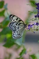 Rice Paper Butterfly Clinging to a Purple Flower Blossom photo