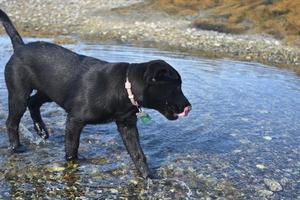 Black Lab Puppy Walking in Shallow Water Licking His Nose photo