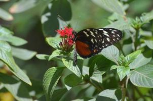 Zuleika Butterfly Sitting on a Red Blooming Flower photo