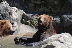 grizzlies comiendo cosas que encuentran en un río foto