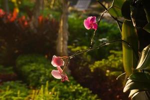 flor rosa en el jardín foto