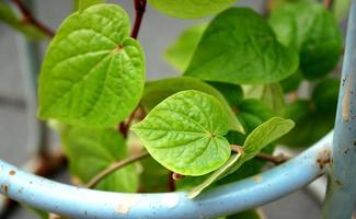 vides de betel en marco de círculo de hierro foto