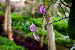 plantas de flor de magnolia púrpura foto