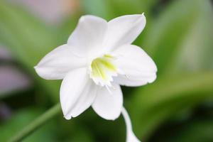 flor blanca con fondo de plantas borrosas foto