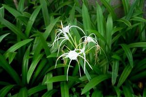 spider lily white flower photo