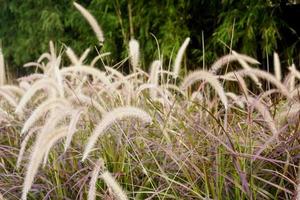 feather like fountain grass unique plants photo