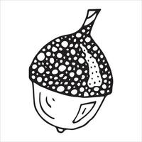 Vector hand drawn acorn illustration. Autumn botany sketch.