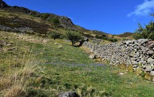 Wildflowers Growing on the Side of a Fell photo