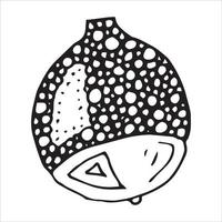 Vector hand drawn acorn illustration. Autumn botany sketch.