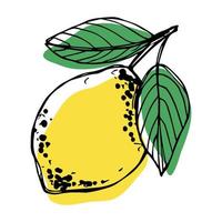 Vector lemon clipart. Hand drawn citrus icon. Fruit illustration. For print, web, design, decor