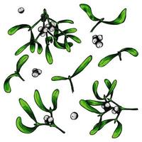 Hand drawn Christmas and New Year set of mistletoe twigs with berries. Christmas decoration isolated on a white background. For invitations, greeting cards, print, web, design. vector