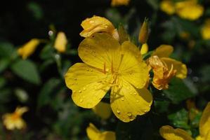 bonita flor de onagra amarilla en un jardín foto