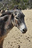 burro salvaje con las orejas hacia atrás y la melena levantada foto