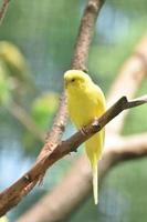 Cute Yellow Budgie Parakeet Bird Looking Around photo