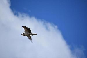 Osprey Flying By a Fluffy White Cloud photo