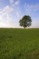 tree in the field photo